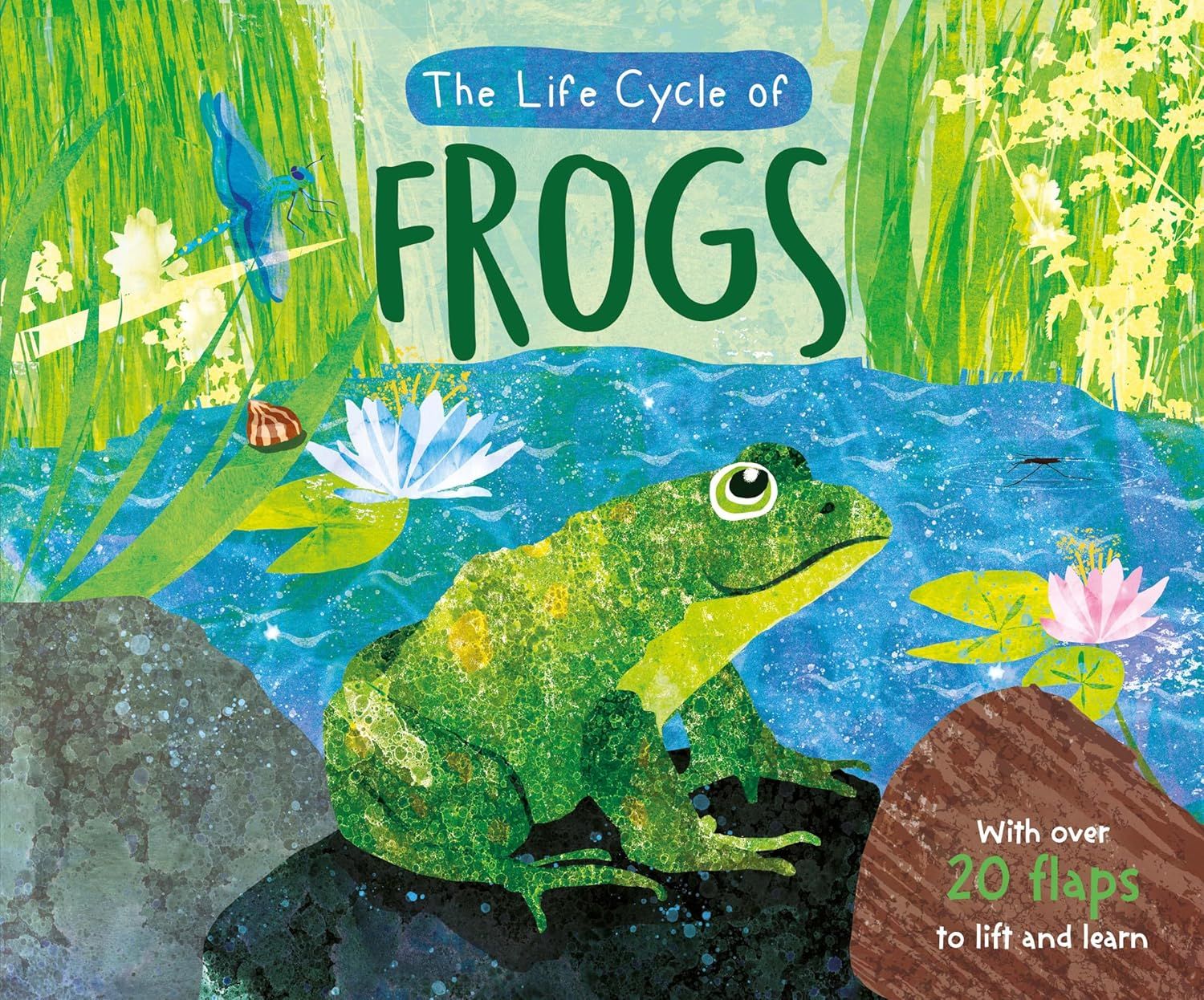 The Life Cycle Of Frogs