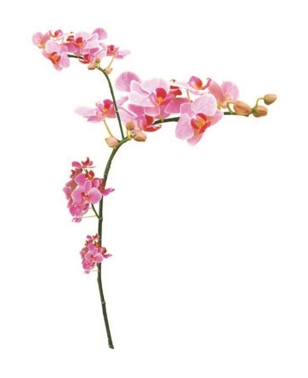 StickieArt - Orchids Day Removable Wall Stickers - Medium