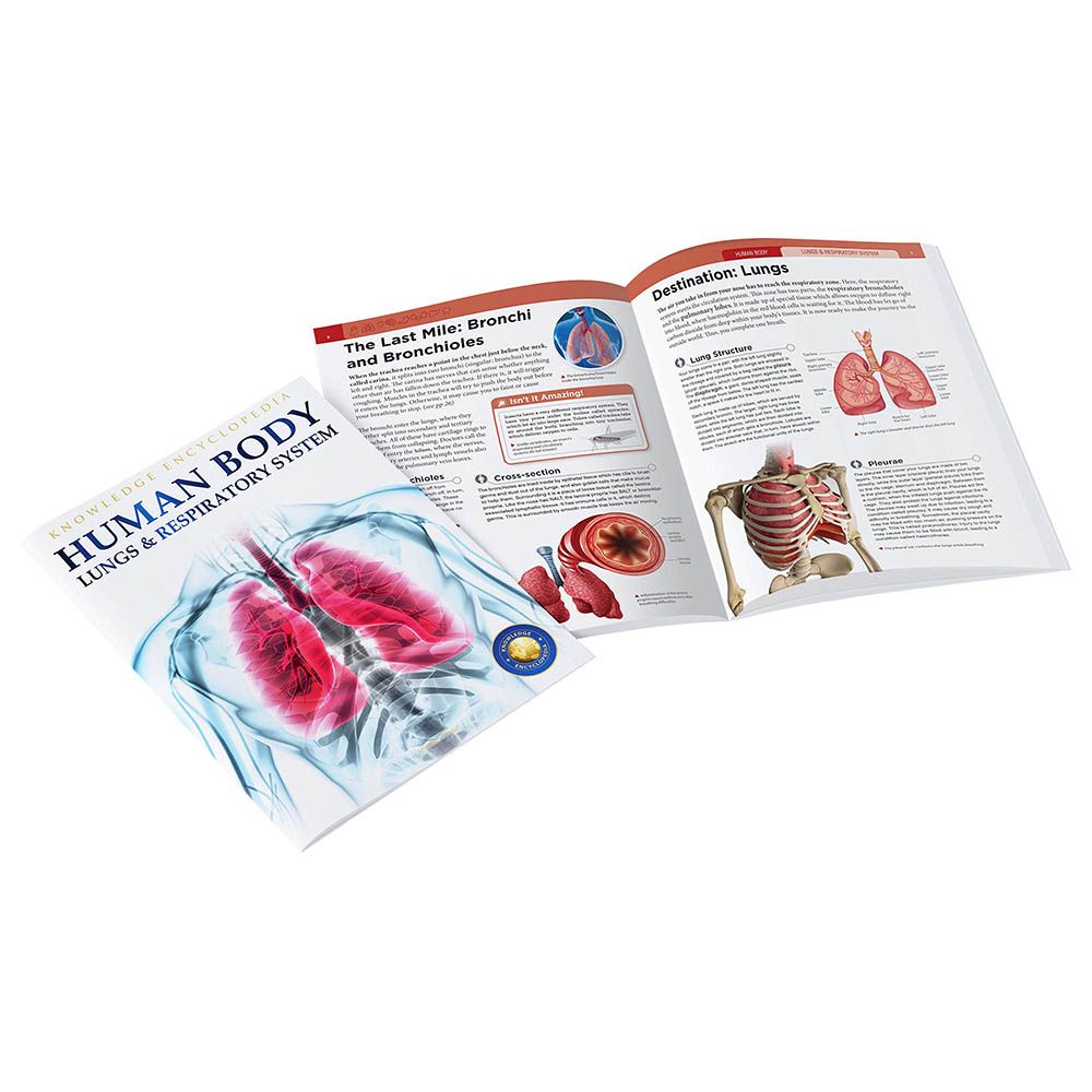 Human Body - Lungs And Respiratory System