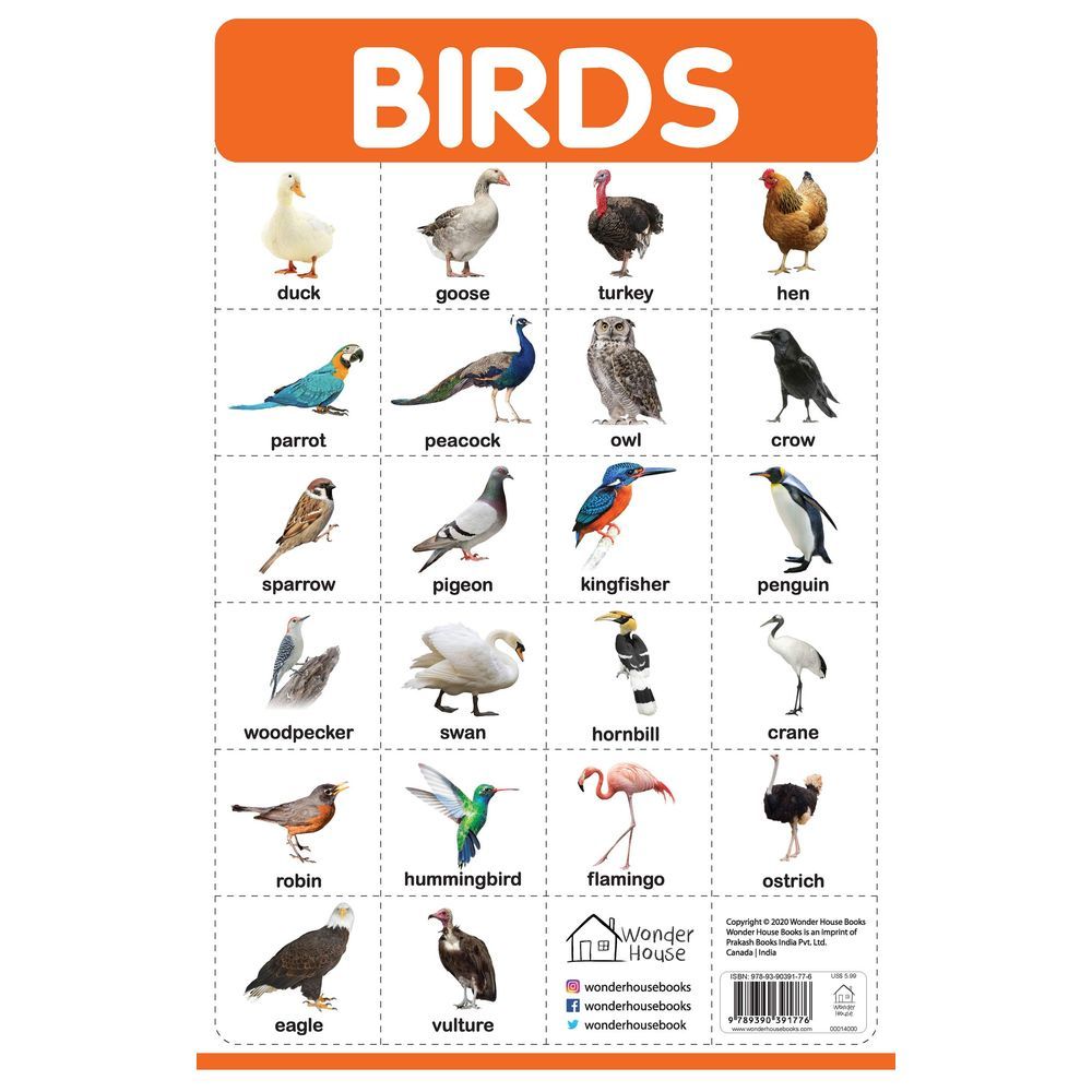 Prakash Books - Birds Wall Chart 