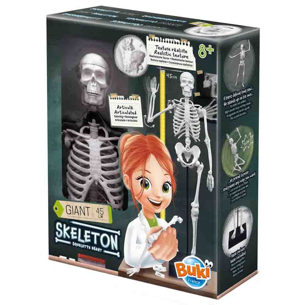 Buki France - Skeleton - 45 Cm