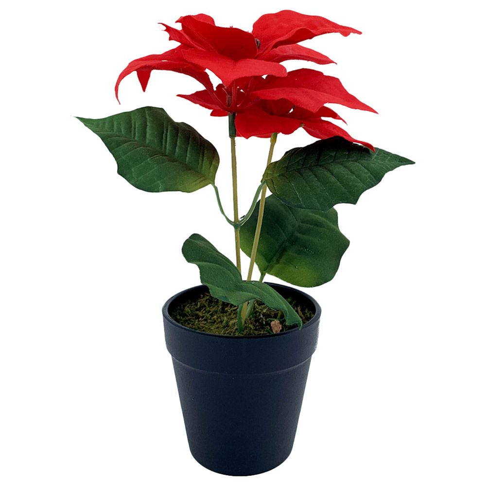 Christmas Magic - Christmas Poinsettia - 10 x 25 cm