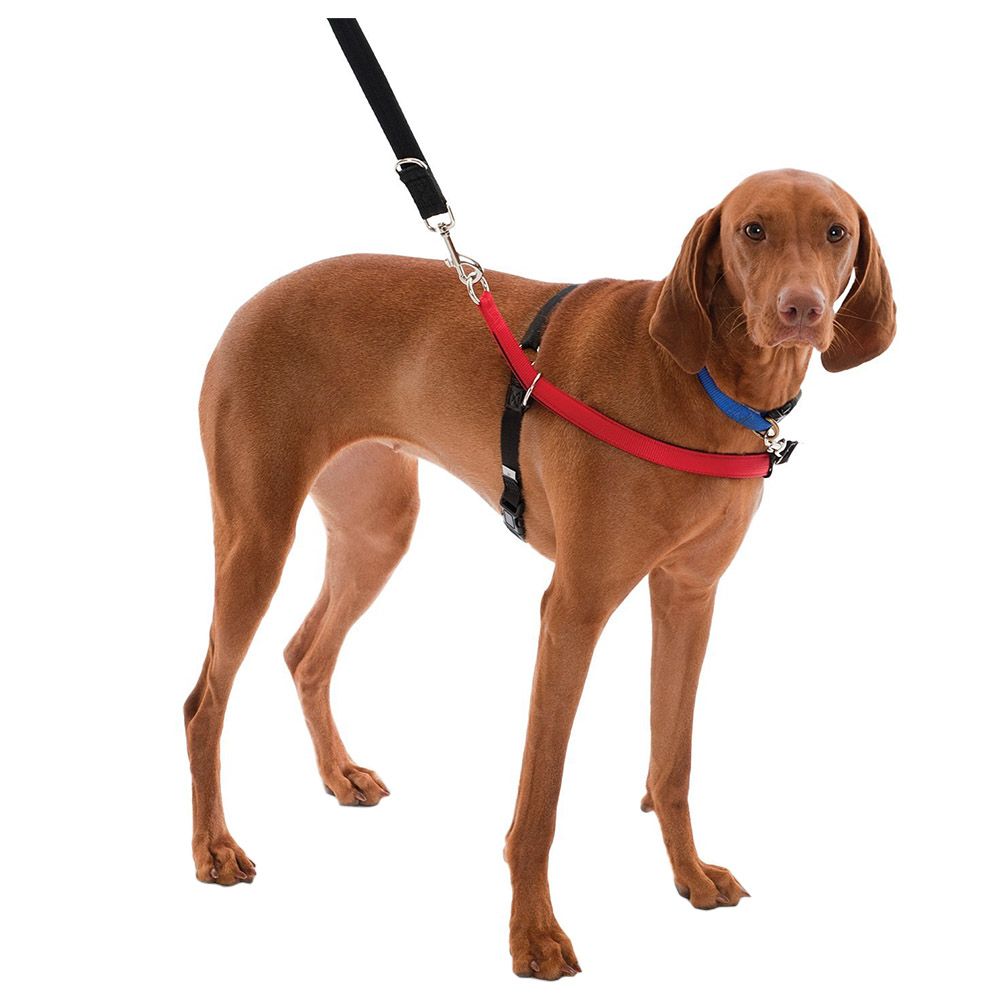 Company of Animals - Walkezee Dog Harness Medium