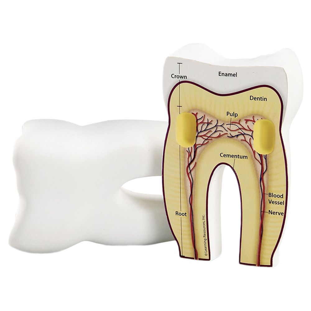 Learning Resources - Cross-Section Tooth Model