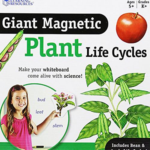 Learning Resources - Magnetic Plant Life Cycle