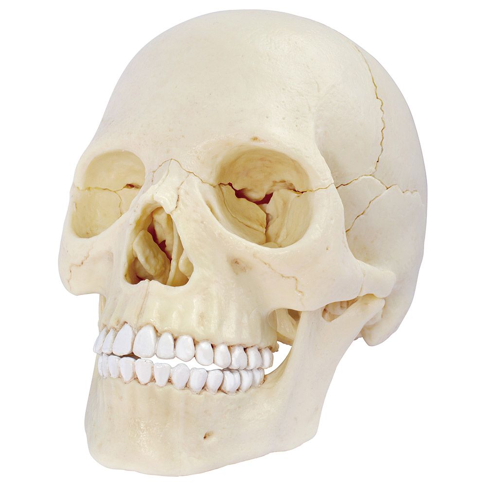 Chap Mei - Human Anatomy Skull Model - Ivory