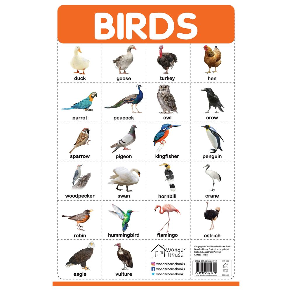 Birds Chart for Kids