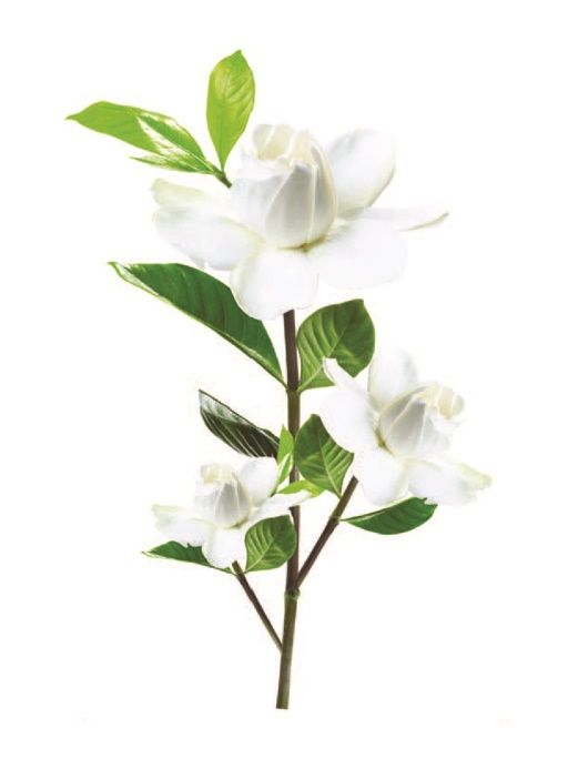 StickieArt - Cape Jasmine Removable Wall Stickers - Medium