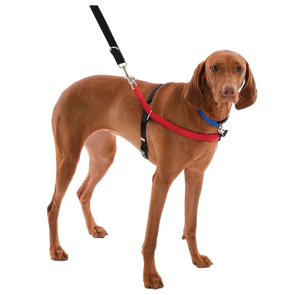 Company of Animals - Walkezee Dog Harness Small