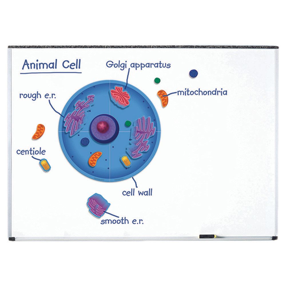 Learning Resources - Giant Magnetic Animal Cell