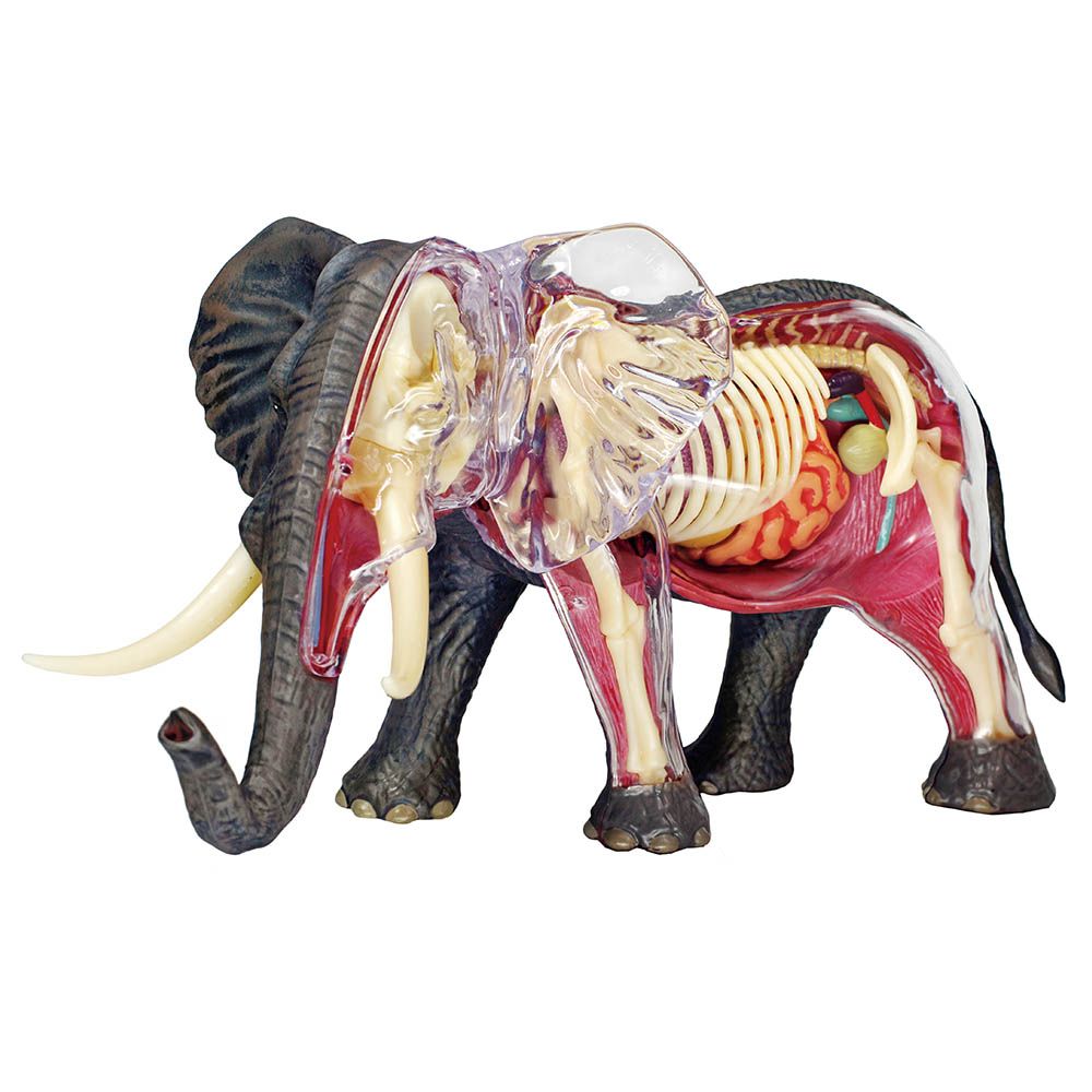 Chap Mei - 4D Elephant Anatomy - Grey