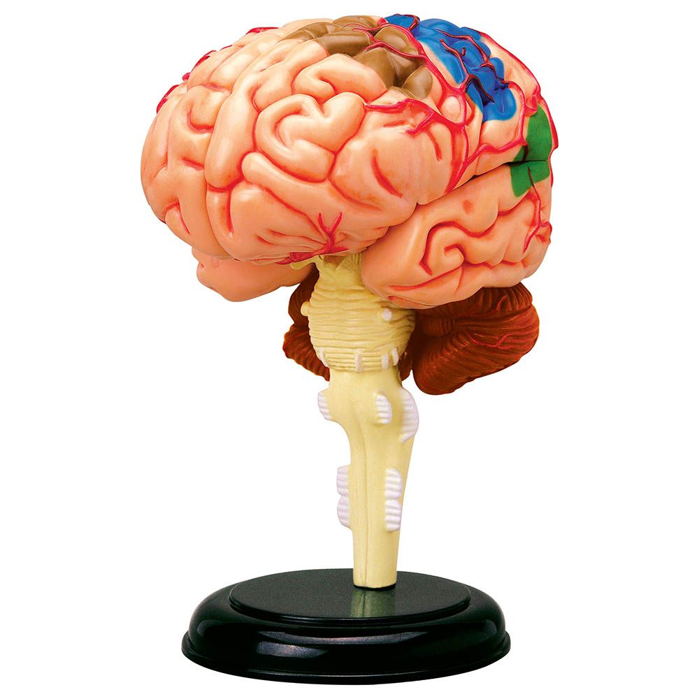 Chap Mei - 4D Human Anatomy Human Brain - Beige